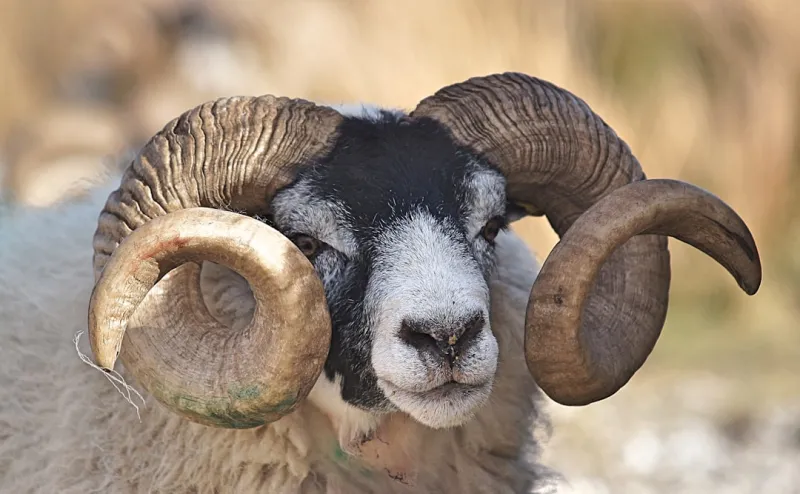 Taming Troublesome RAM: A Power‑User’s 2026 Guide to Diagnosing and Fixing Memory Issues
